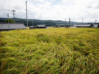 Rice Paddy Tanaka 2019 Visit